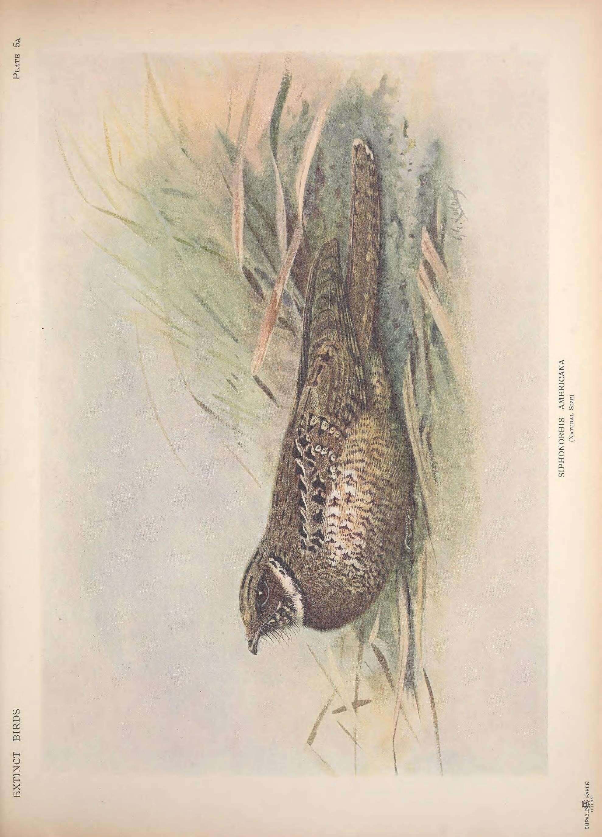 Image of Siphonorhis Sclater & PL 1861