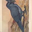 Image of Broad-billed Parrot