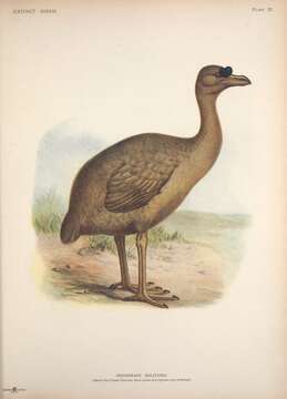 Image of Pezophaps Strickland 1848