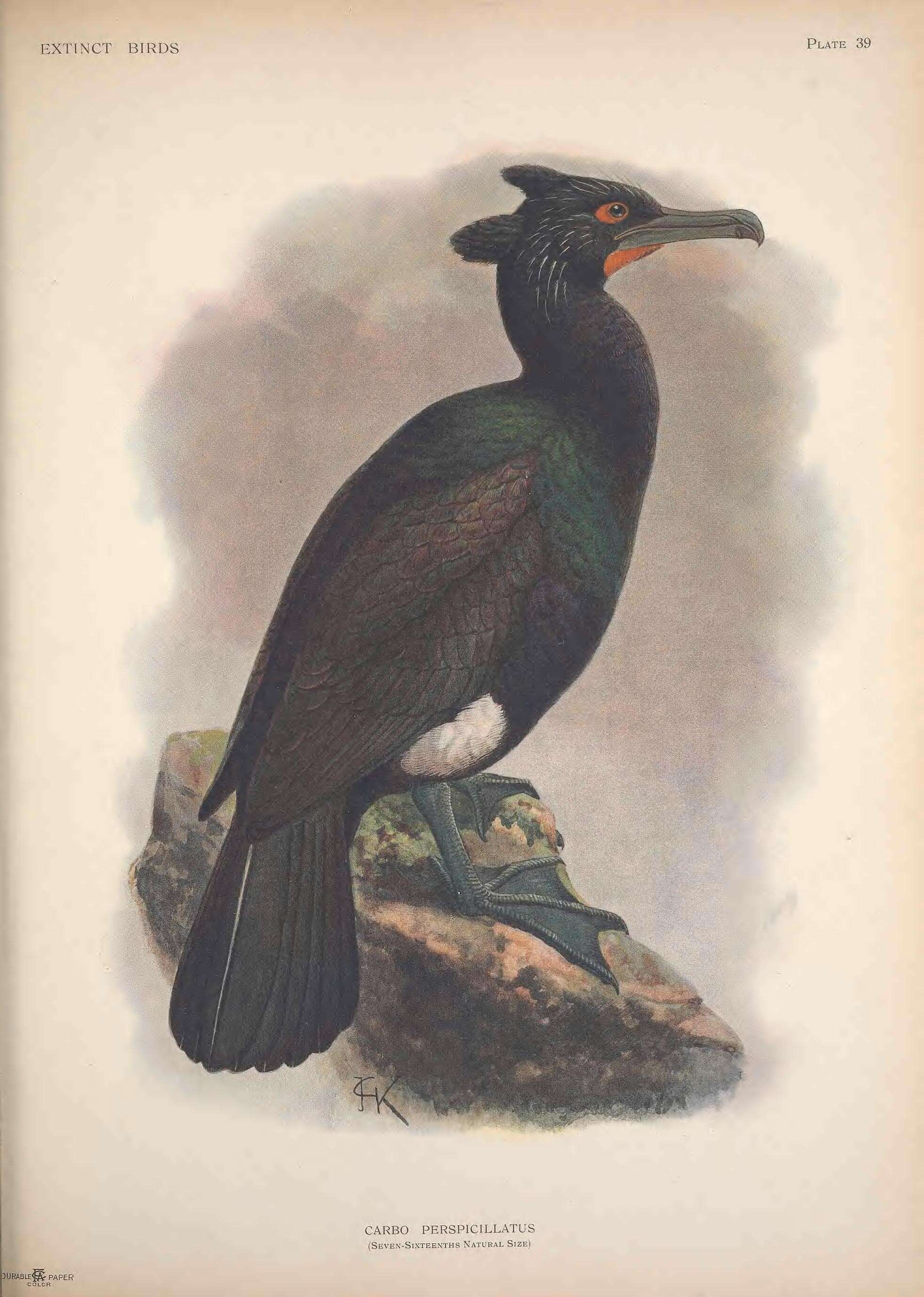 Image of Pallas's Cormorant