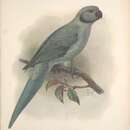 Image of Newton's Parakeet