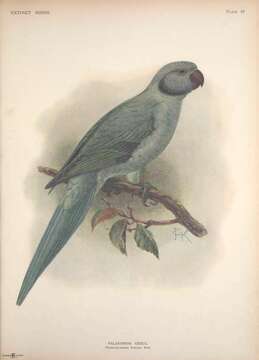 Image of Newton's Parakeet