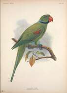 Image of Seychelles Parakeet