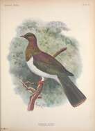 Image of New Zealand Pigeon