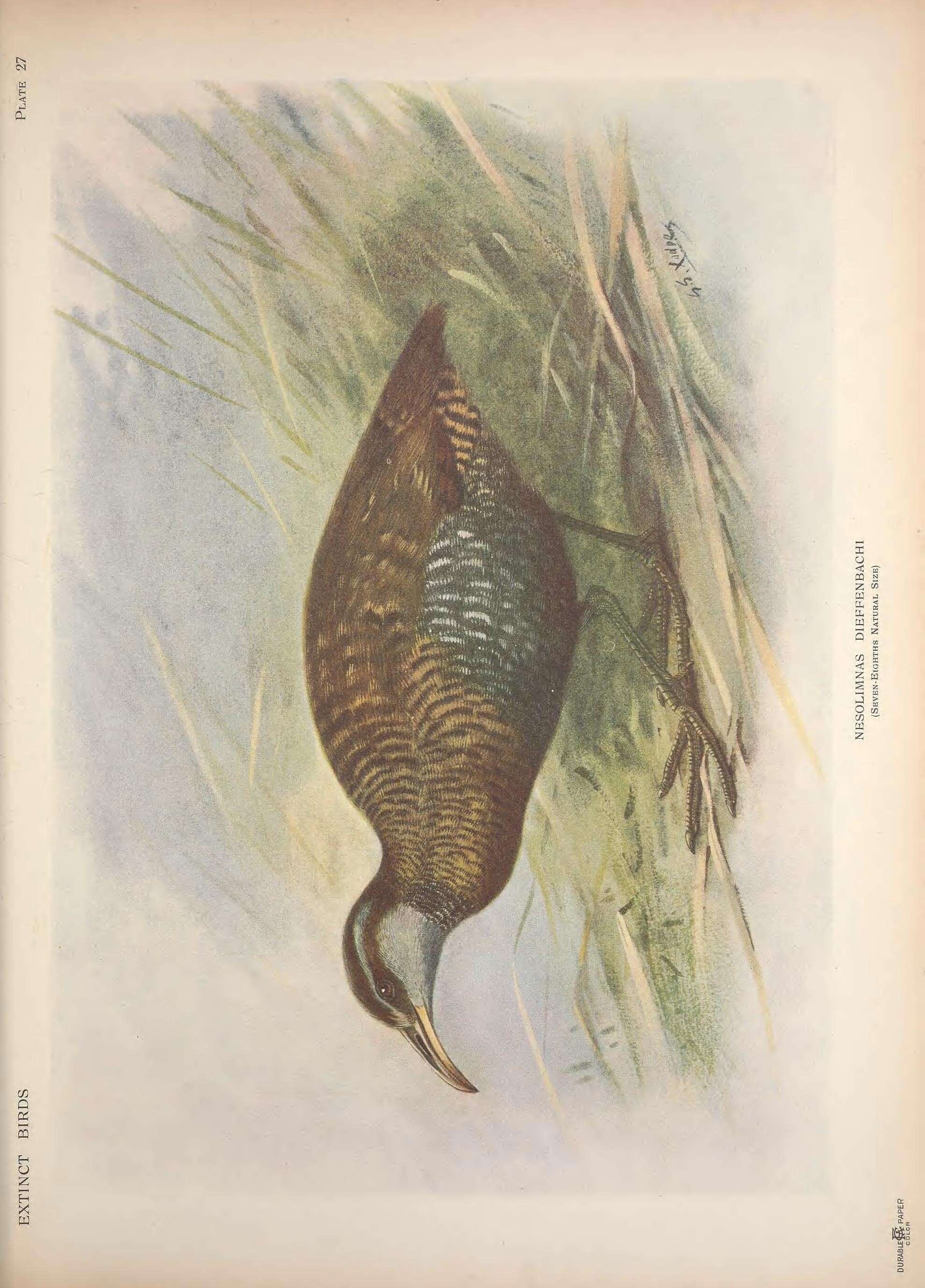 Image of Gallirallus dieffenbachii (Gray 1843)
