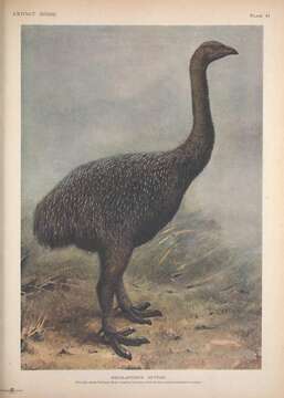 Image of Megalapteryx Haast 1885