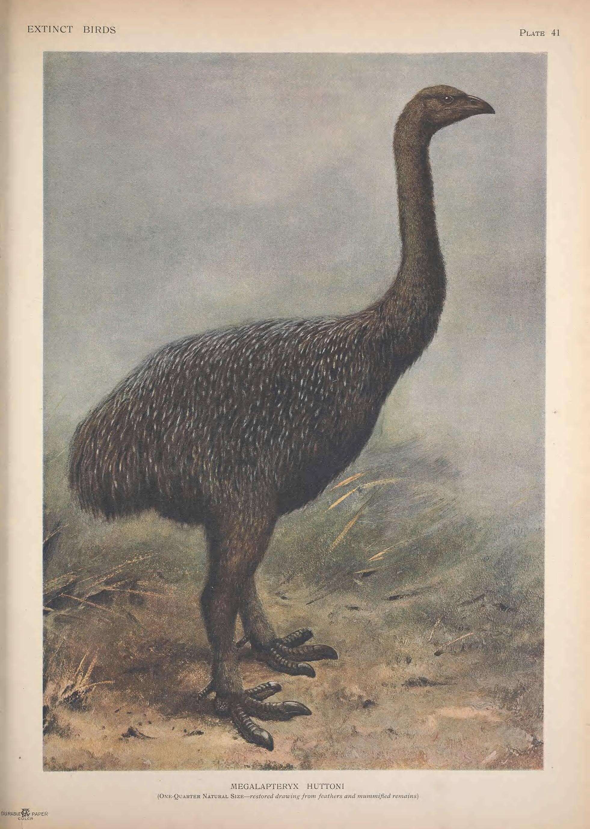 Image of Megalapteryx Haast 1885
