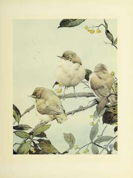 Image of Willow Warbler