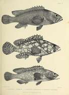 紋波石斑魚的圖片