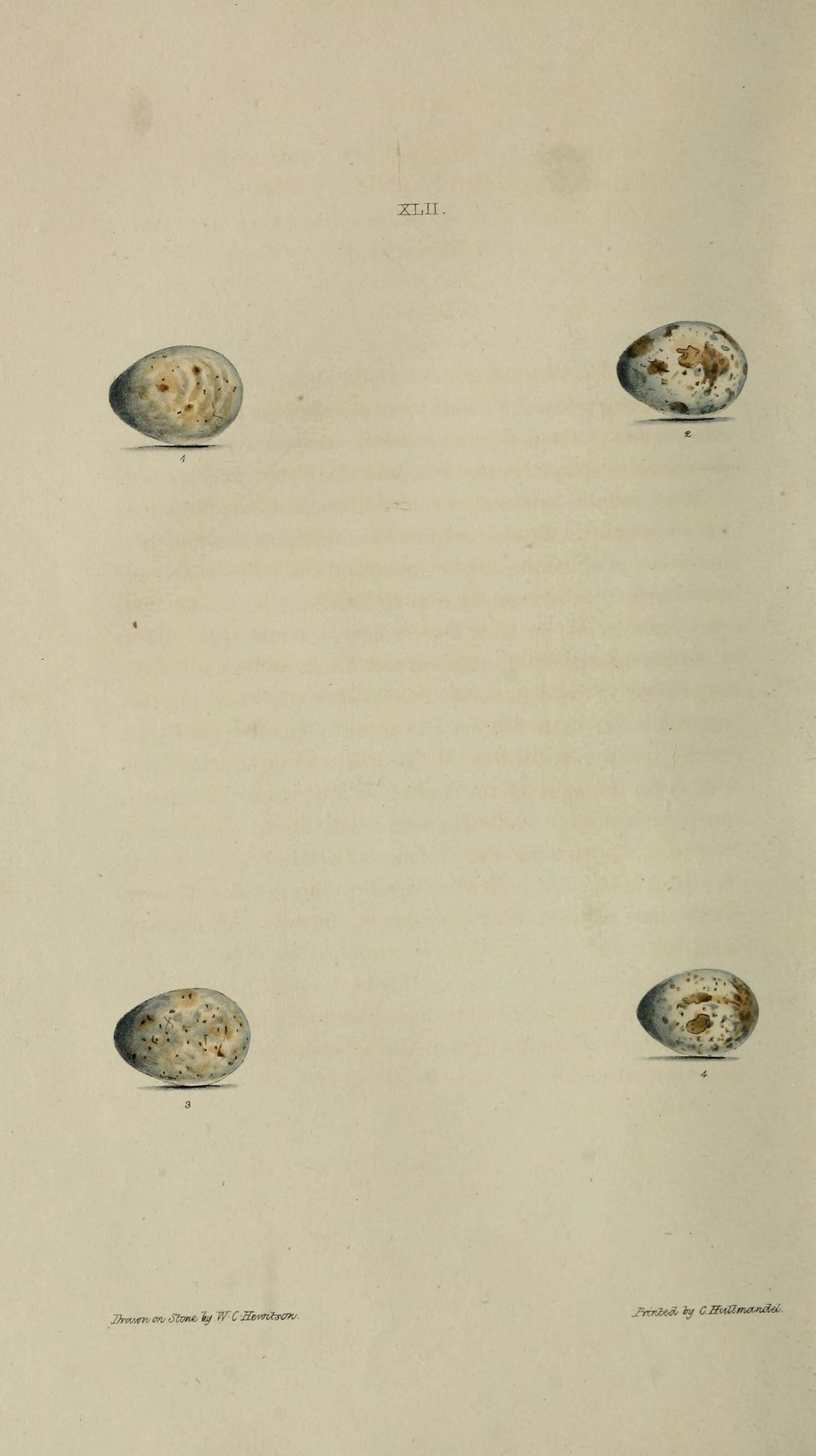 Image de Curruca hortensis (Gmelin & JF 1789)