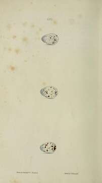 Image of Hirundo Linnaeus 1758