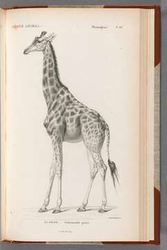 Image of Giraffe