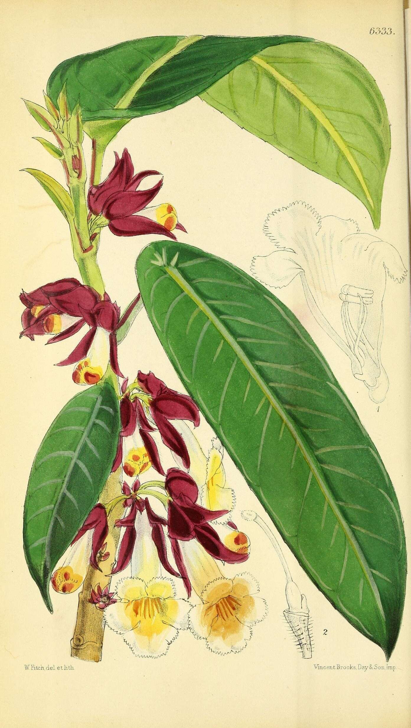 Image of Brazilian gloxinia
