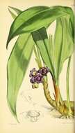 Image of Tupistra tupistroides (Kunth) Dandy