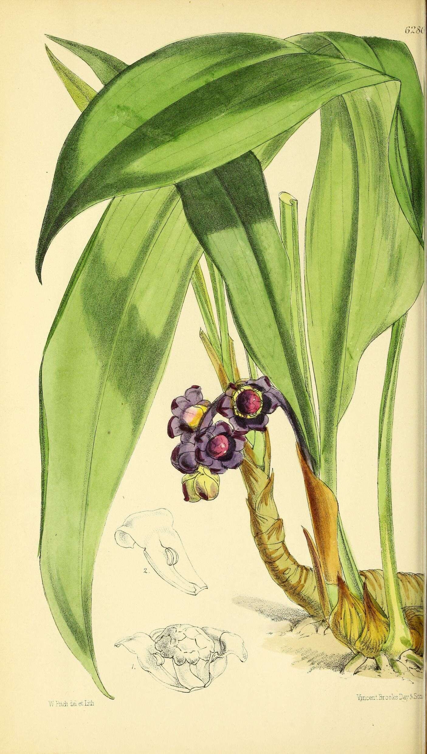 Image of Tupistra tupistroides (Kunth) Dandy