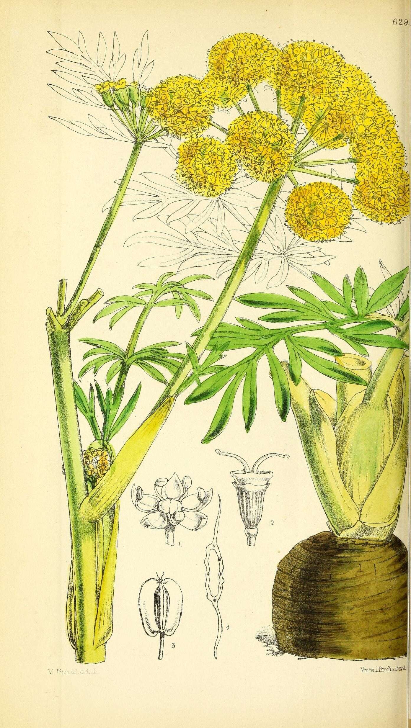 Image of umbellifers