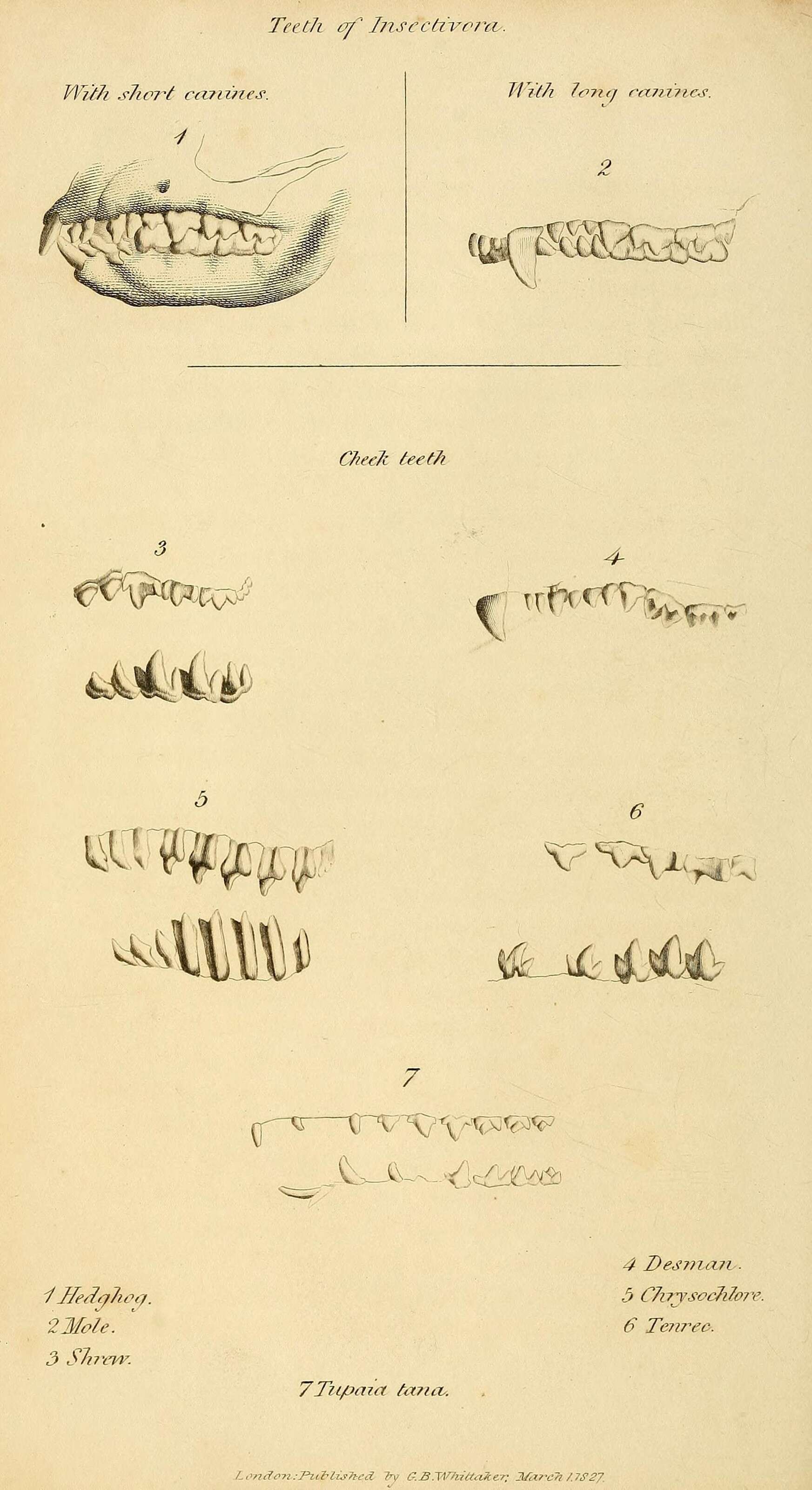 Слика од Tupaia tana Raffles 1821