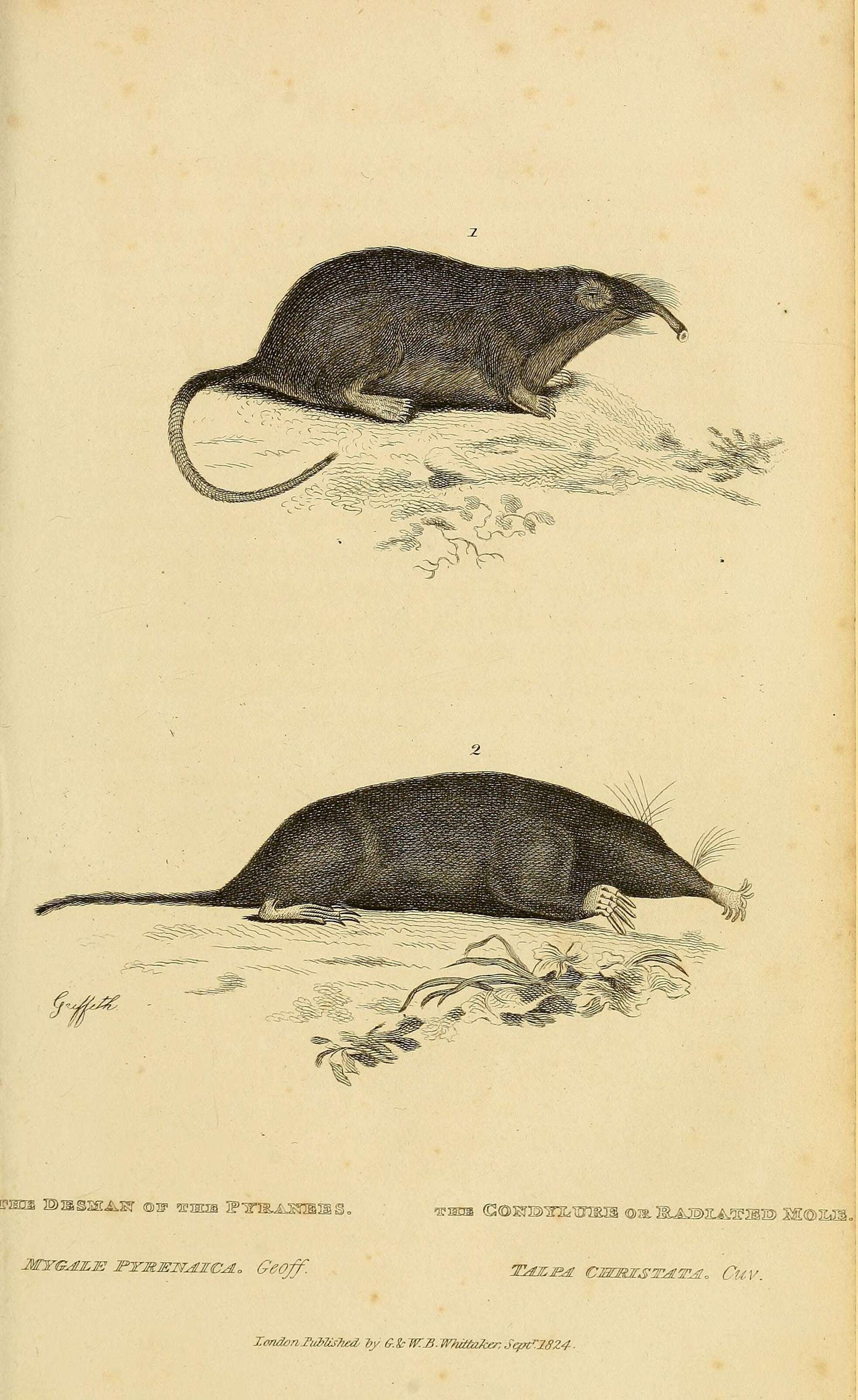 Image de Galemys Kaup 1829