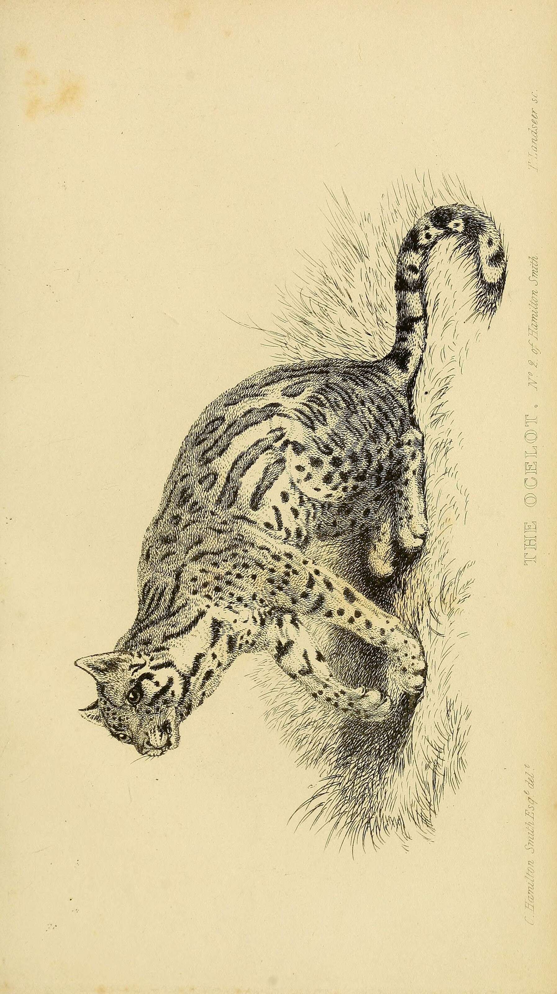 Image of Ocelot