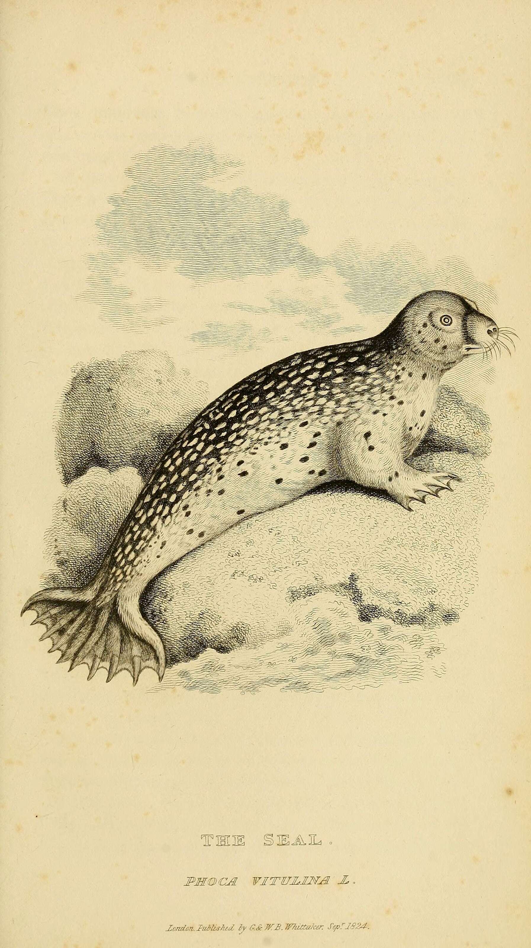 Imagem de Phoca Linnaeus 1758