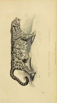 Image de Neofelis Gray 1867