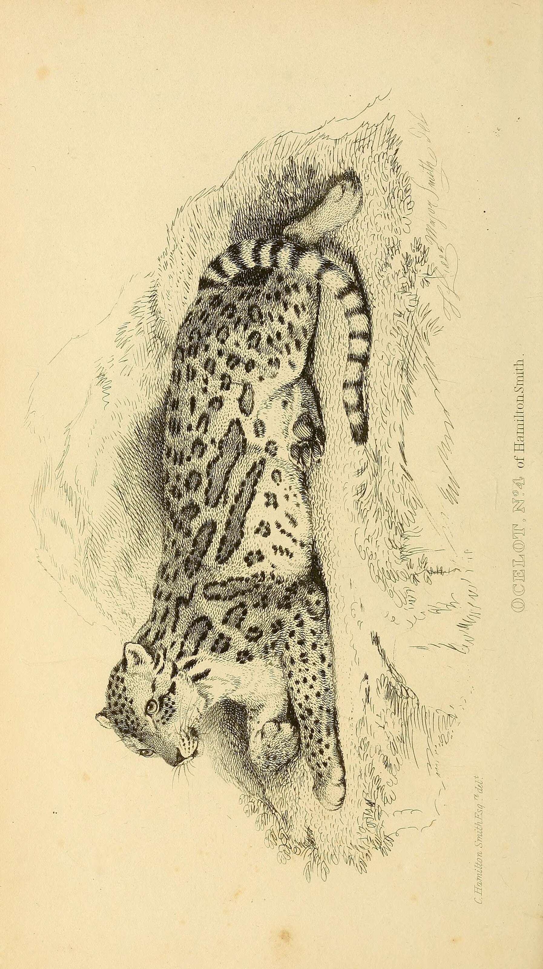 Image of Ocelot