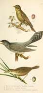 Image of Common Cuckoo