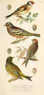 Sivun <i>Fringilla carduelis</i> kuva