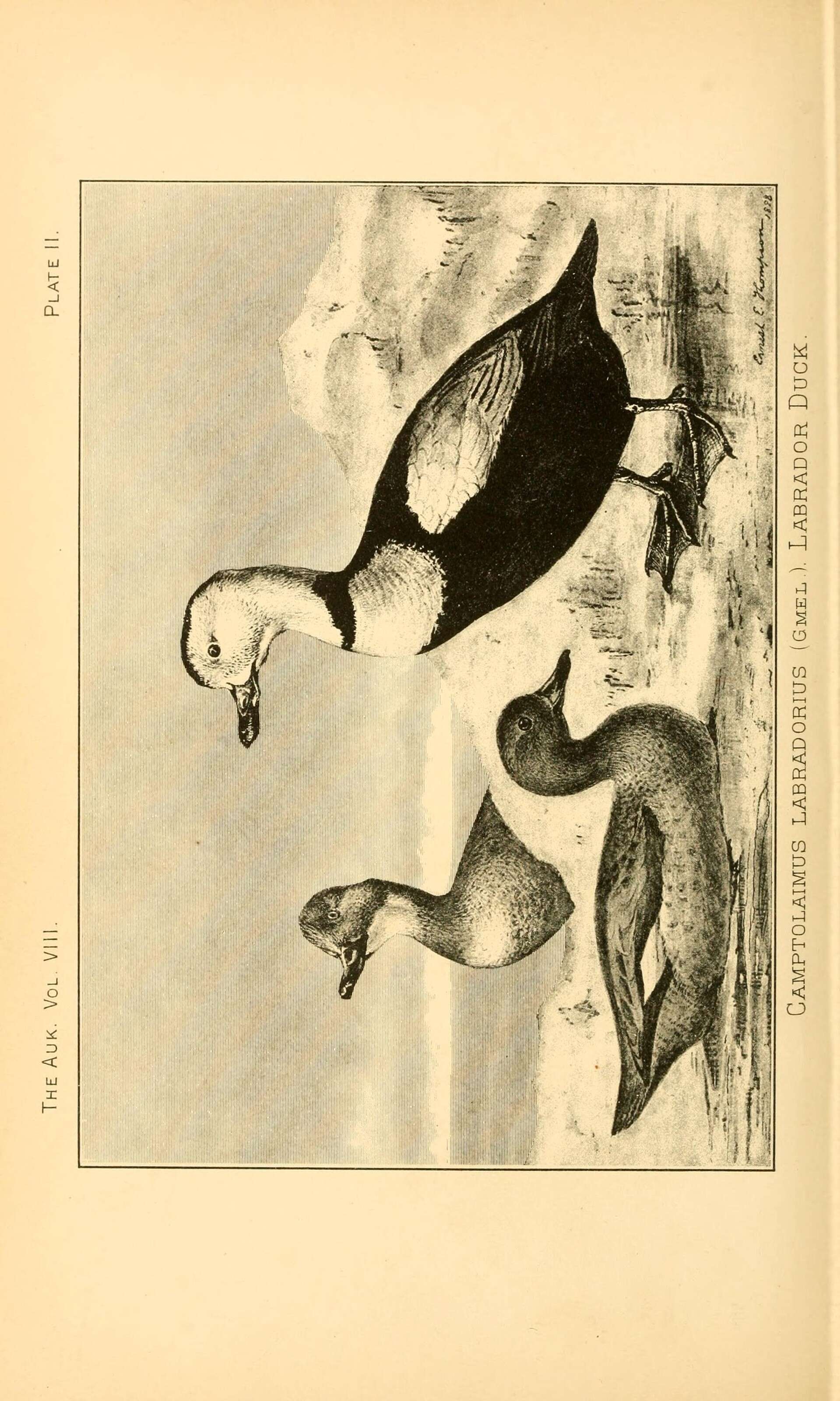 Imagem de Camptorhynchus Bonaparte 1838