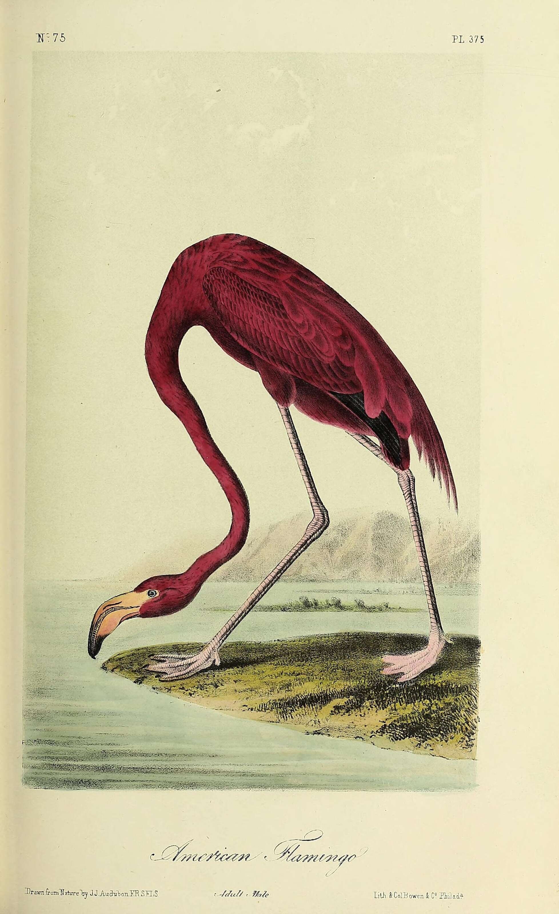 Imagem de Phoenicopterus ruber Linnaeus 1758