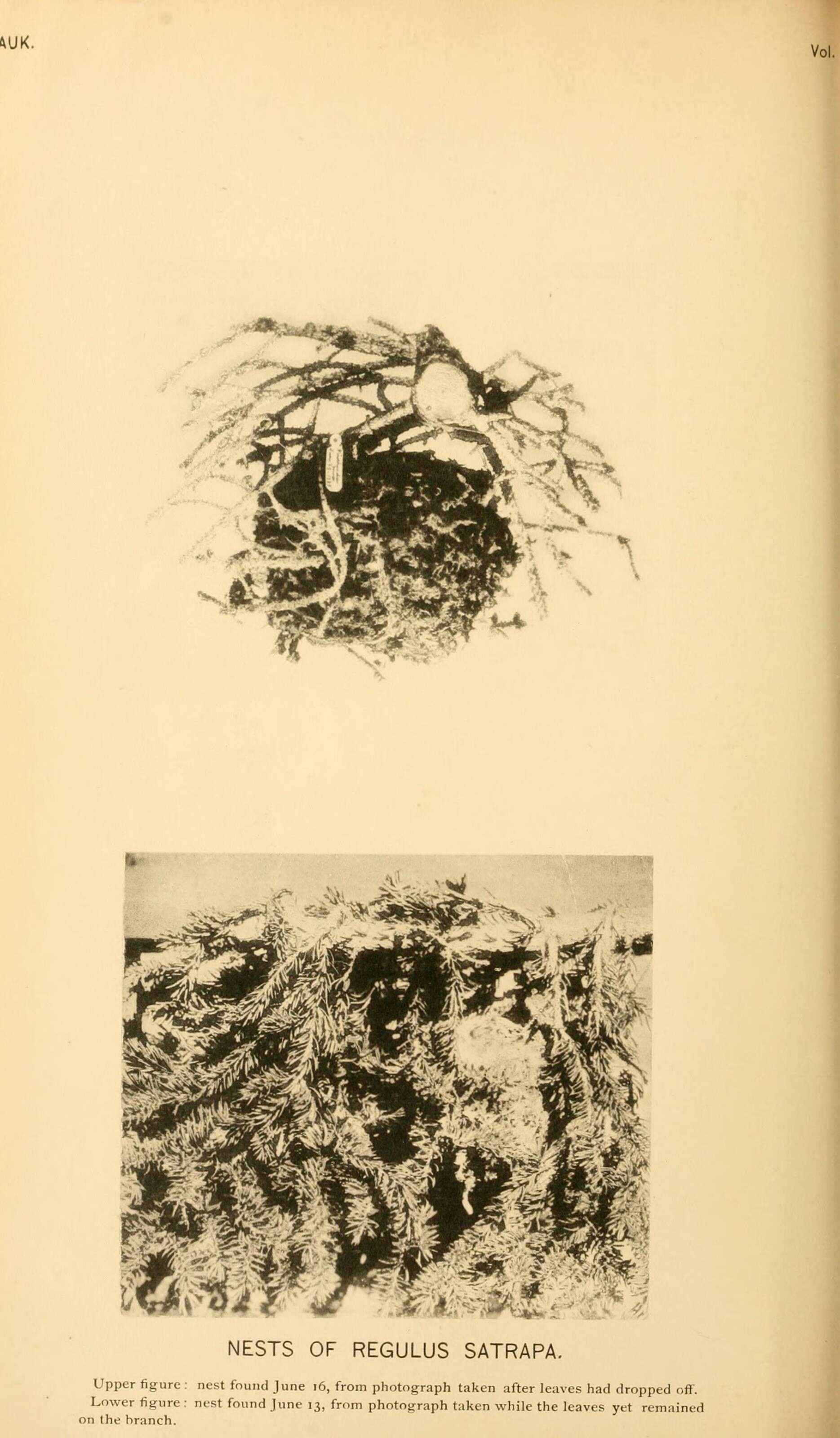 Image of goldcrests and kinglets
