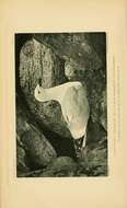 Image of American Herring Gull
