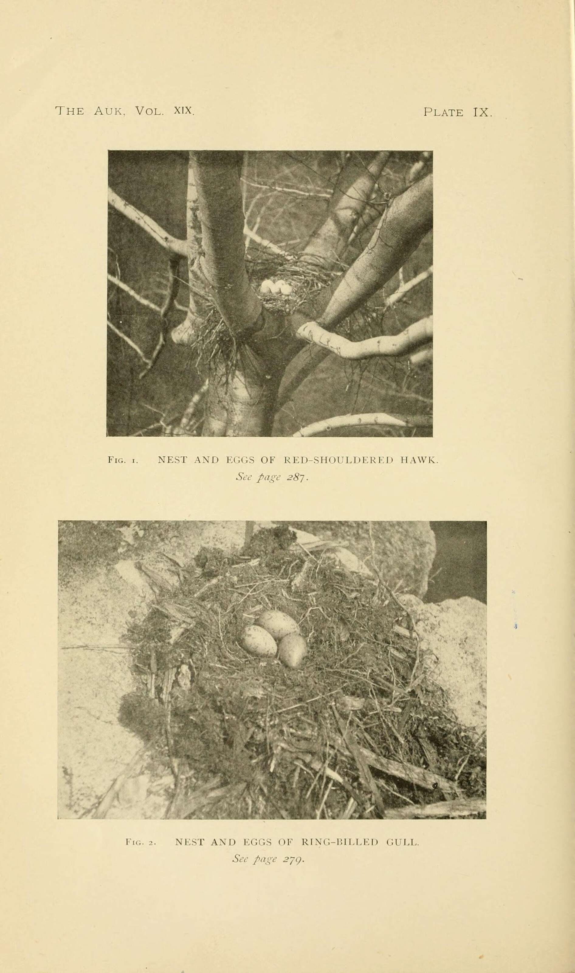 Image of Red-shouldered Hawk