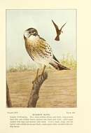 Image of American Kestrel