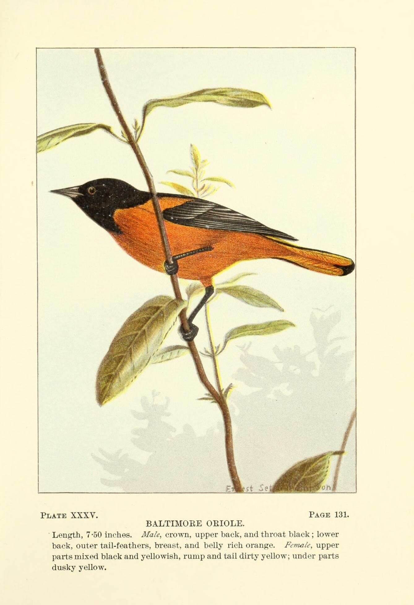 Image of Baltimore Oriole