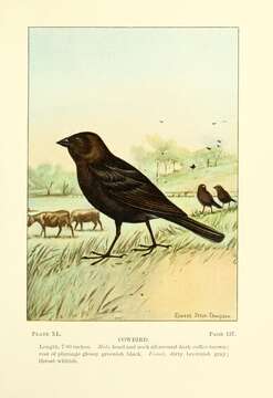 Image of Brown-headed Cowbird