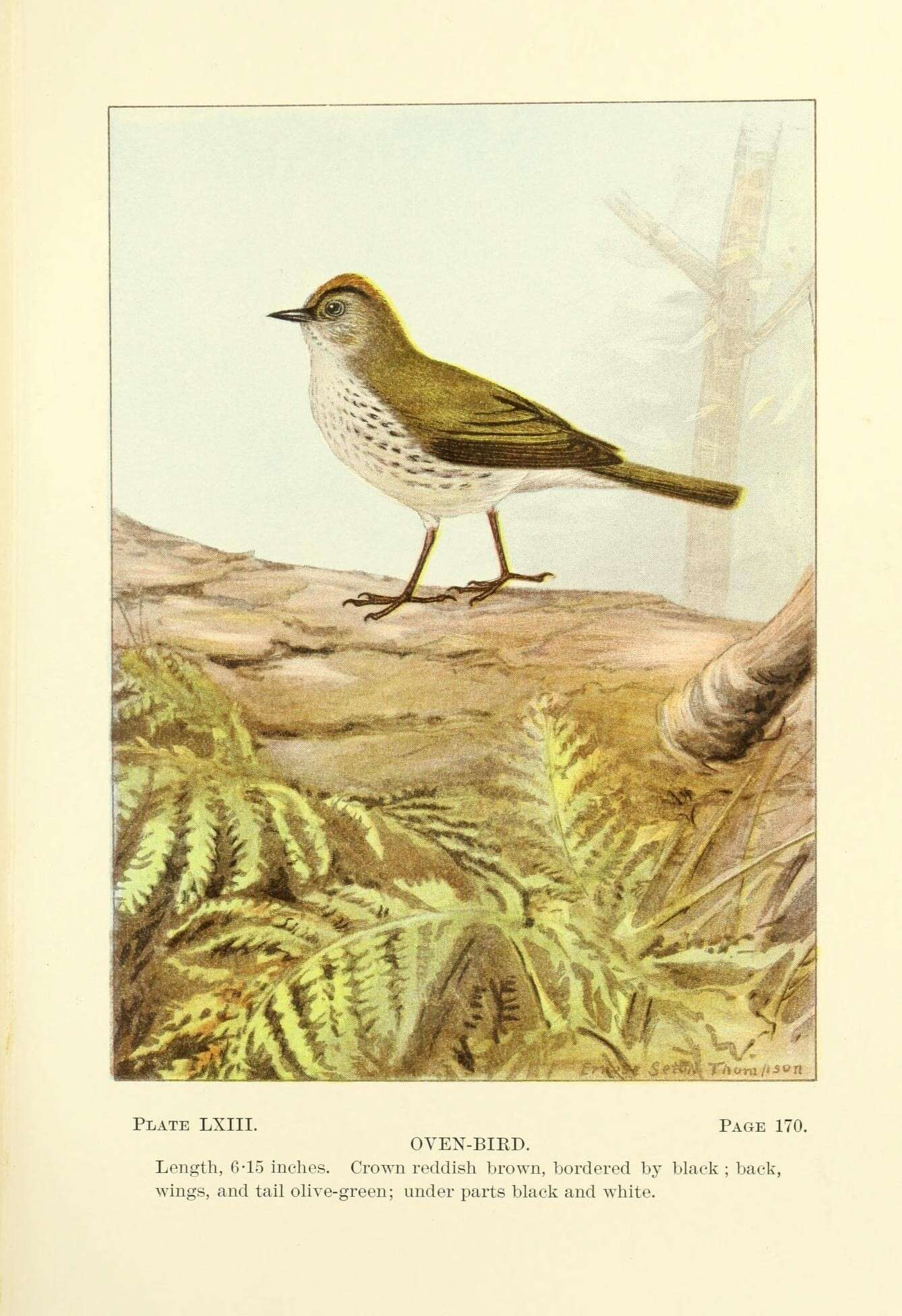 Image de Seiurus Swainson 1827