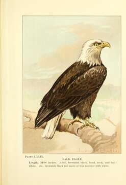 Image of Bald Eagle