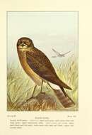 Image of Hen Harrier