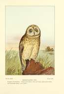 Image of Short-eared Owl