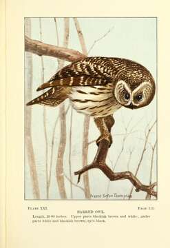 Image of Barred Owl