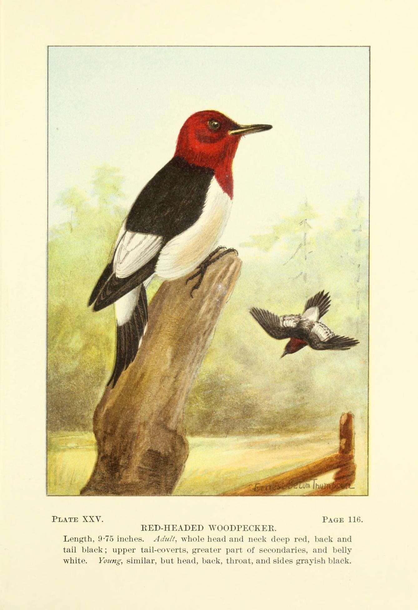 Image of Red-headed Woodpecker