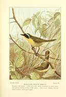 Image of Common Yellowthroat