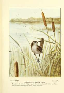 Image of Marsh Wren