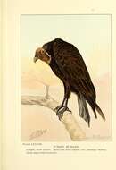 Image of Cathartes Illiger 1811