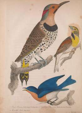 Image of Northern Flicker