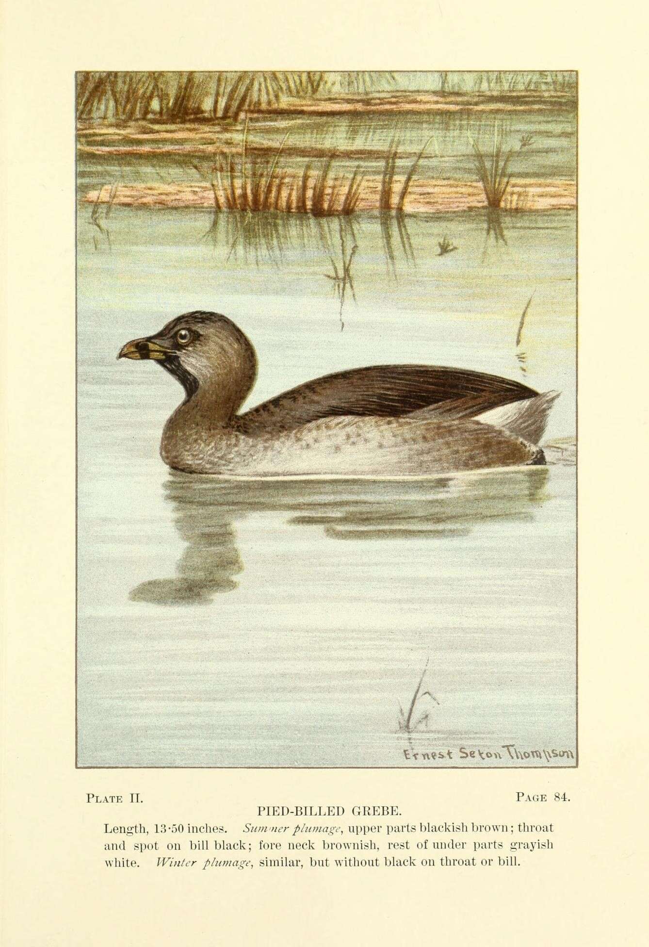 Image of Pied-billed Grebe