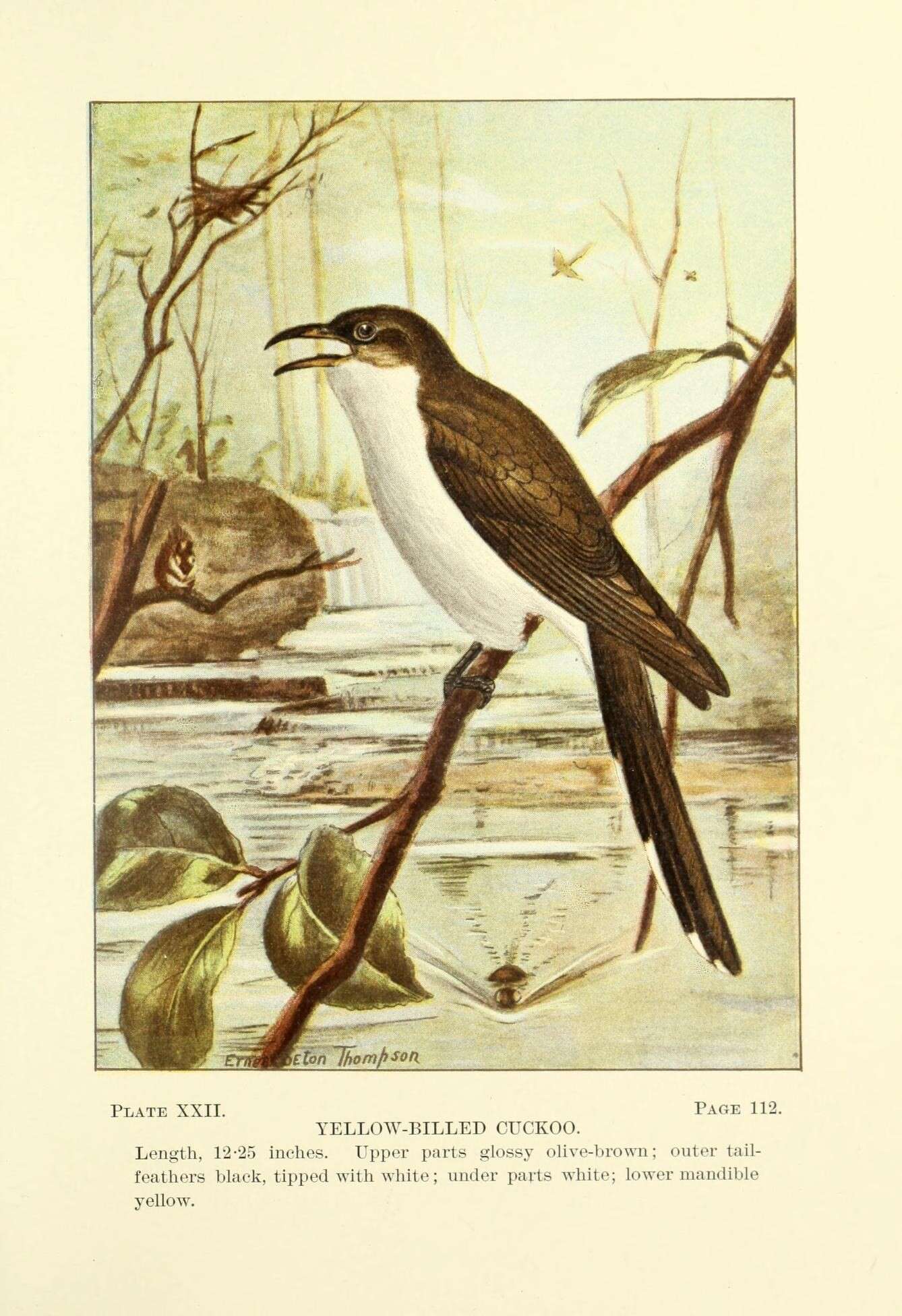 Image of Yellow-billed Cuckoo