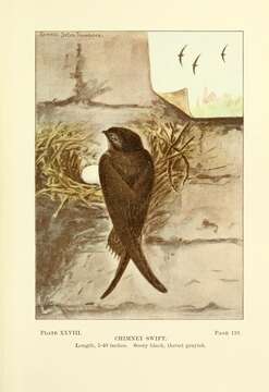 Image of Chimney Swift