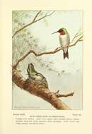 Image of Ruby-throated Hummingbird